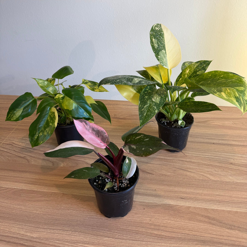 3 - Philodendron Bundle 4”