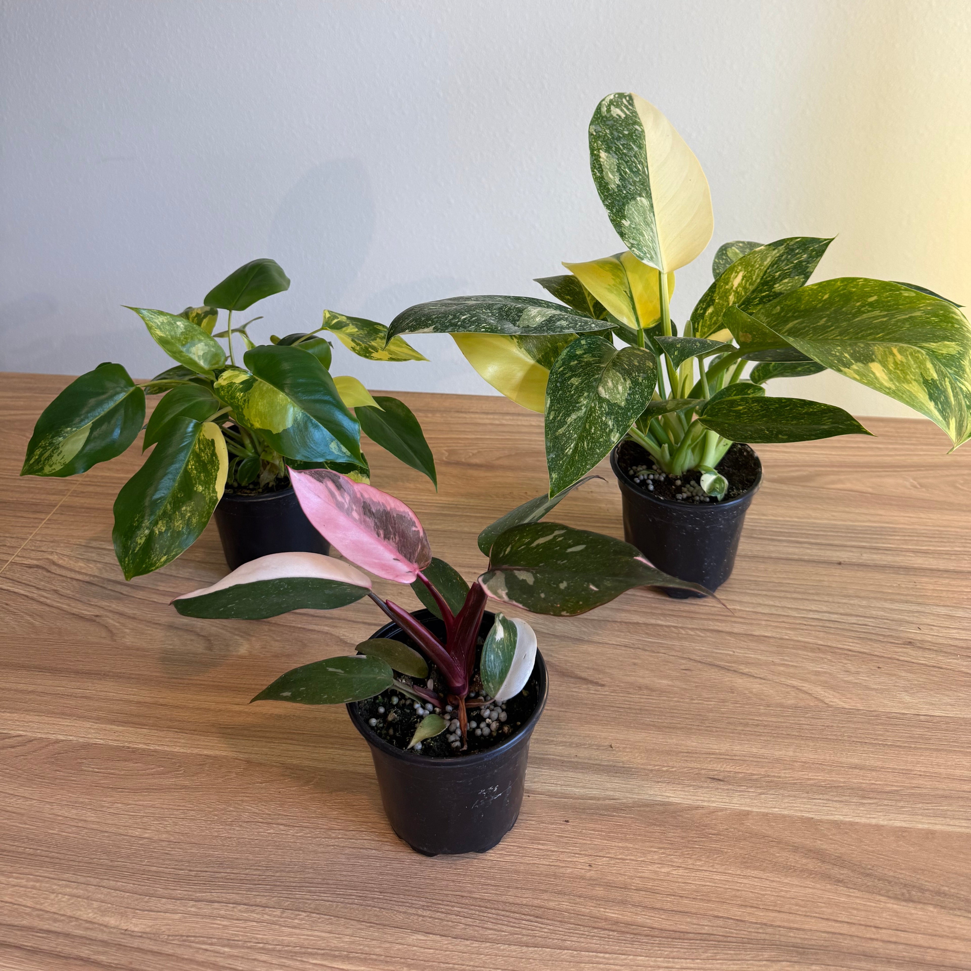 3 - Philodendron Bundle 4”