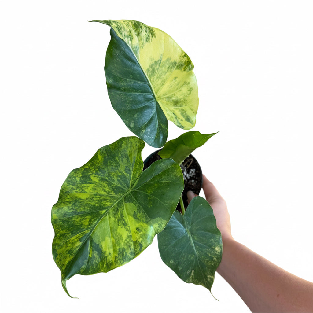 Alocasia Gageana Aurea 4”