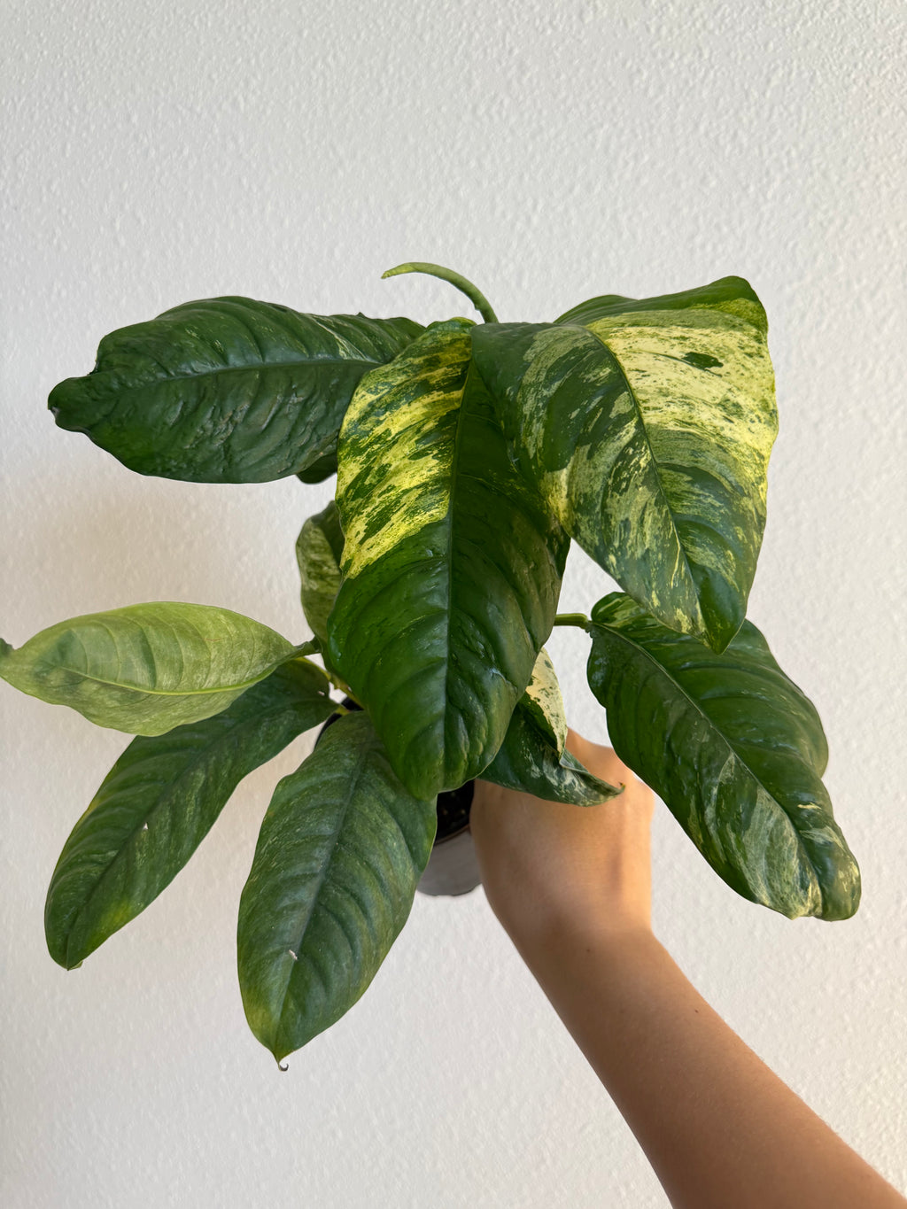 Raphidophora puberula Variegated