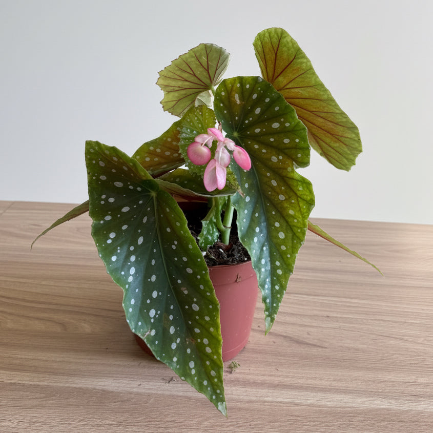 Begonia Angel Wing 6” Legacy