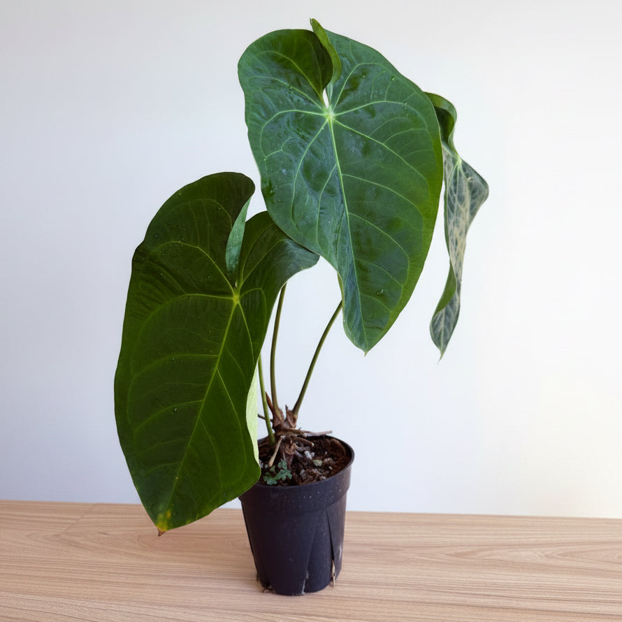 Anthurium papillilaminum Hybrid 6”