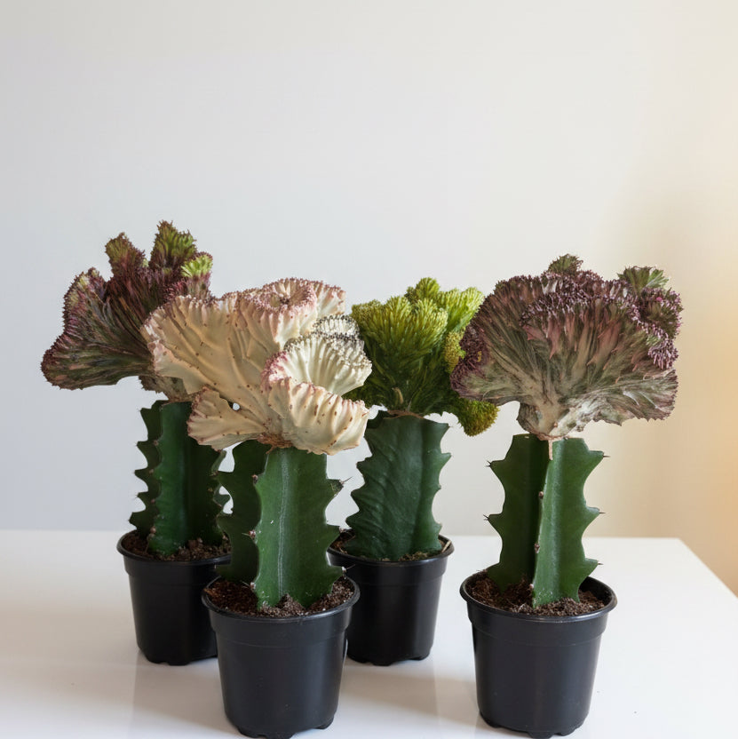 4 - Mermaid tail Cactus Bundle