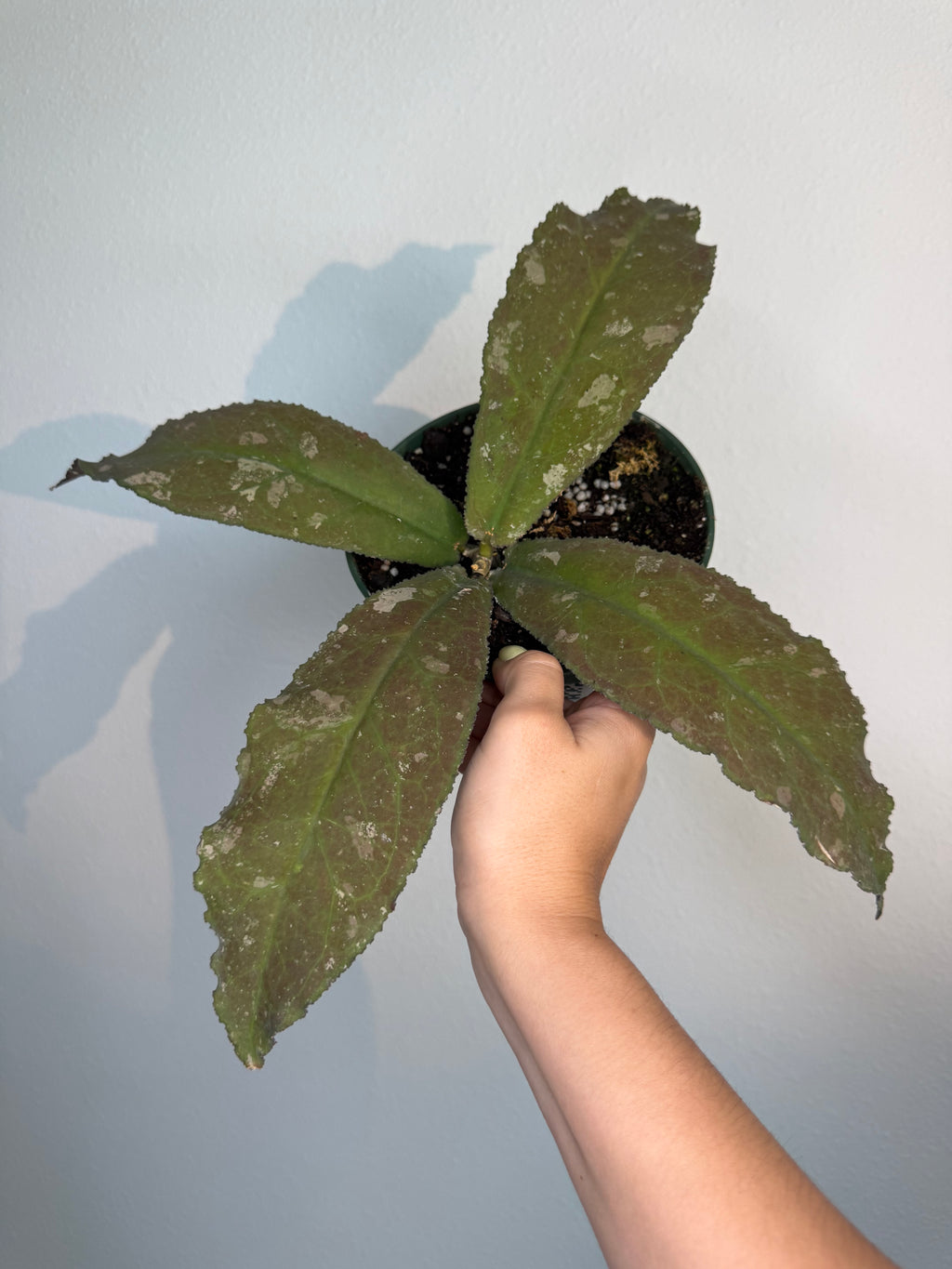 Hoya Undulata splash 6”