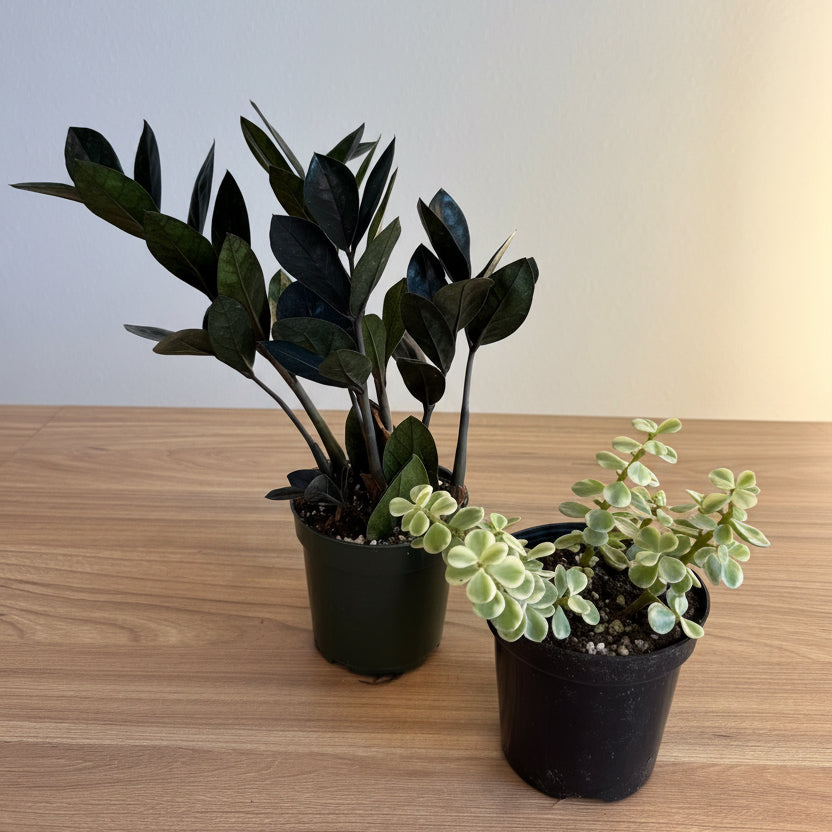 Beginner - 2 plants Bundle