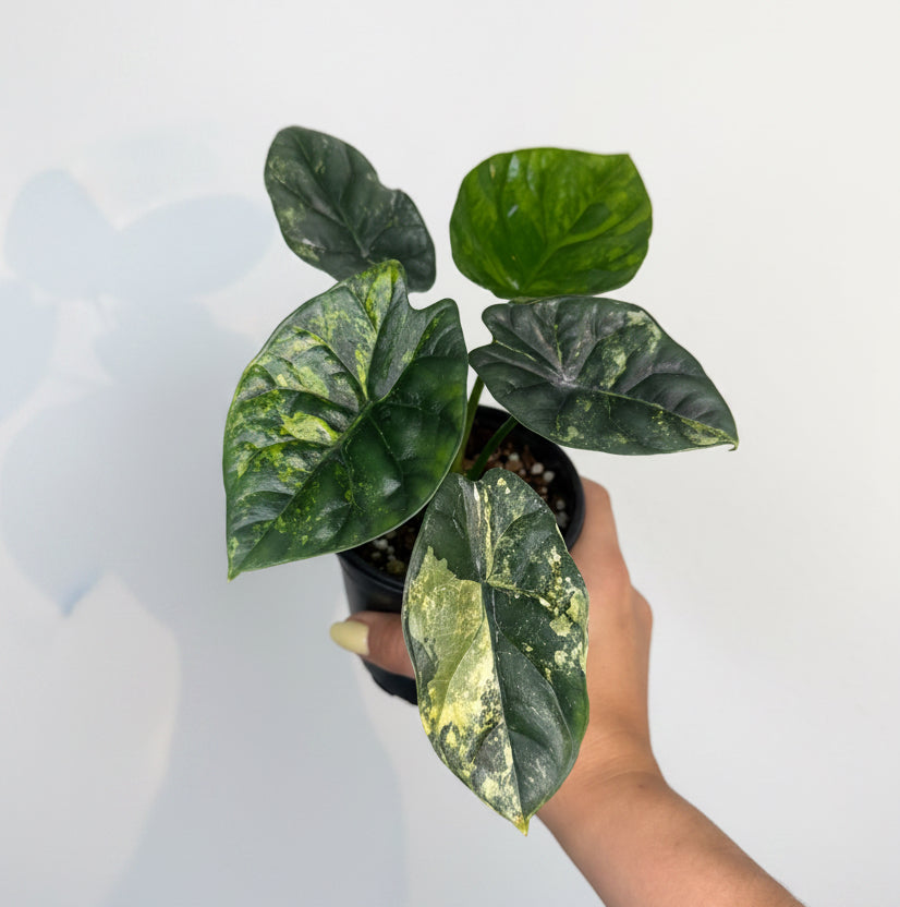 Alocasia Sinuata Variegated 4”