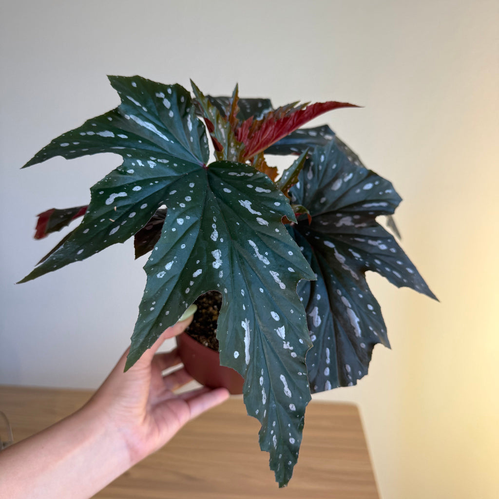 Begonia Sophie Cecily 6”