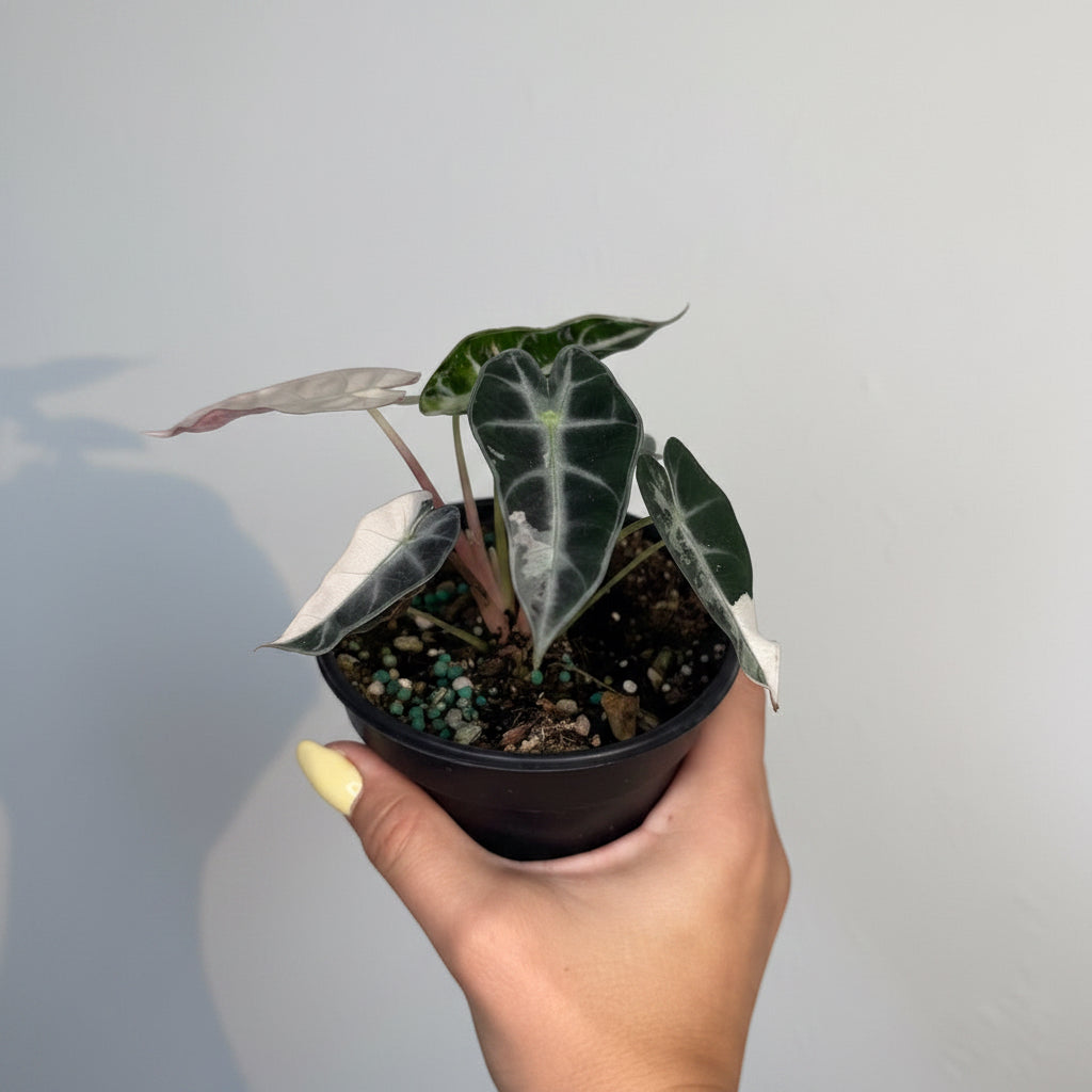 Alocasia Bambino Pink 4”