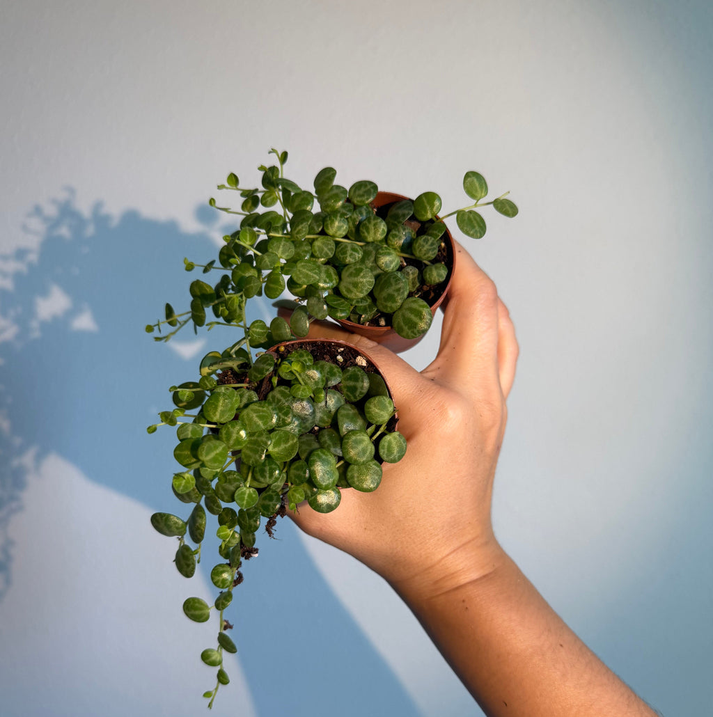 String of turtles ( 2 plants )