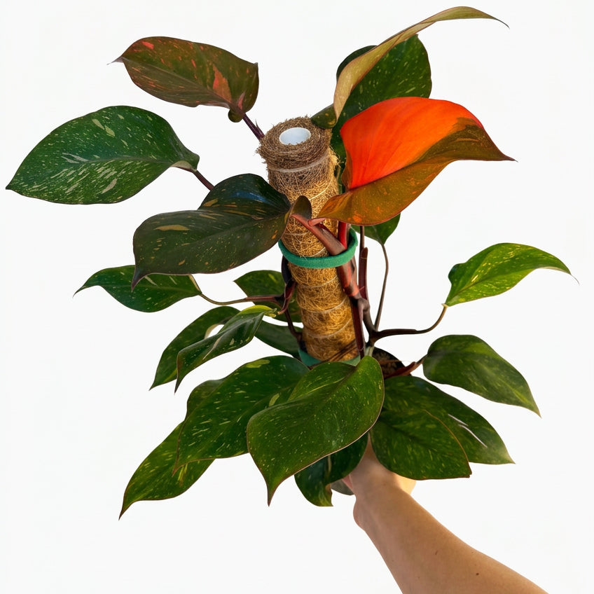 Philodendron Orange Princess 6”