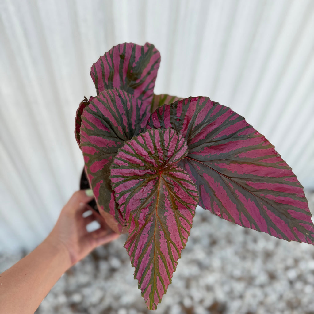 Begonia Brevirimosa 6”