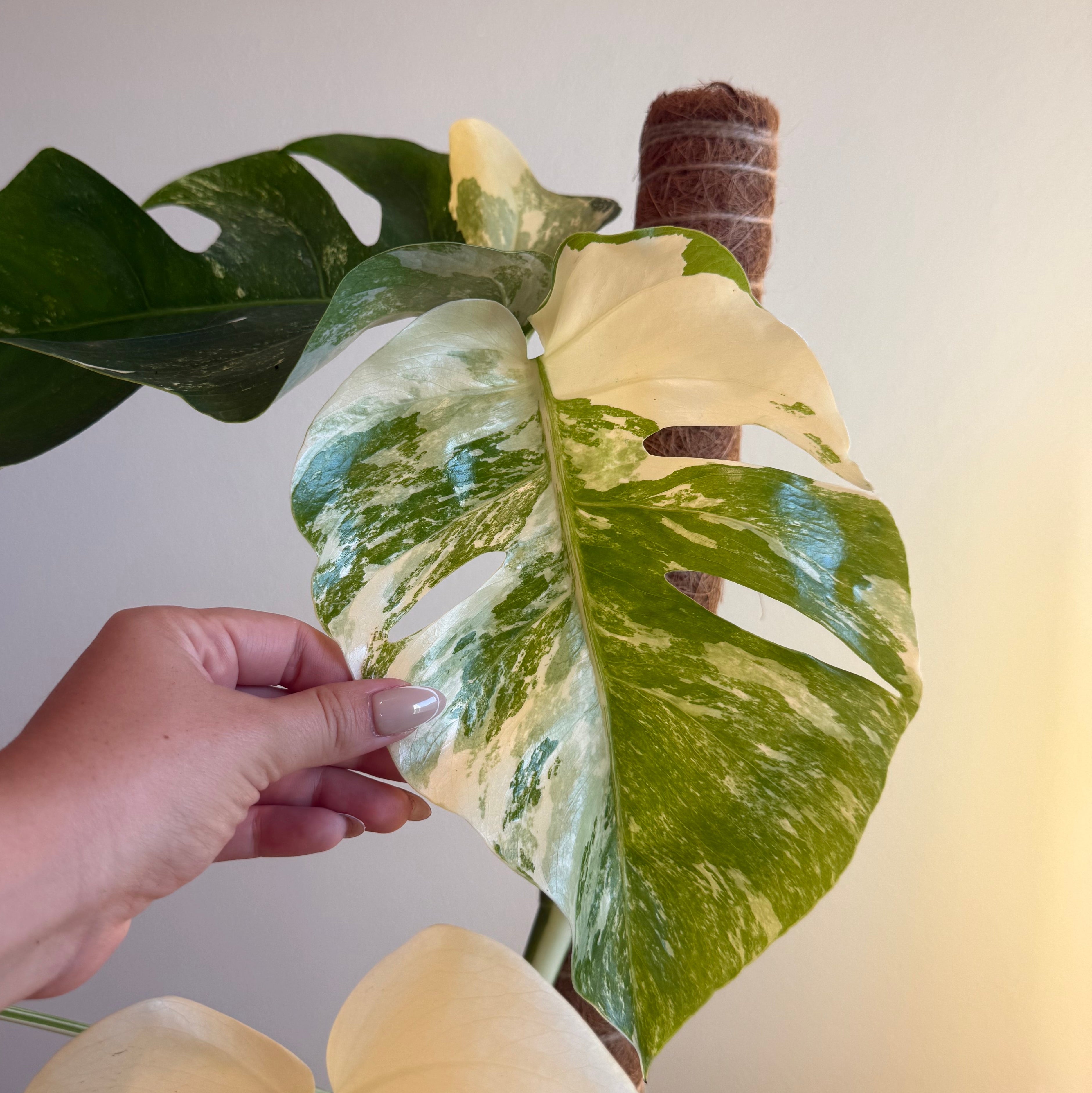 Monstera Albo Variegated 6”