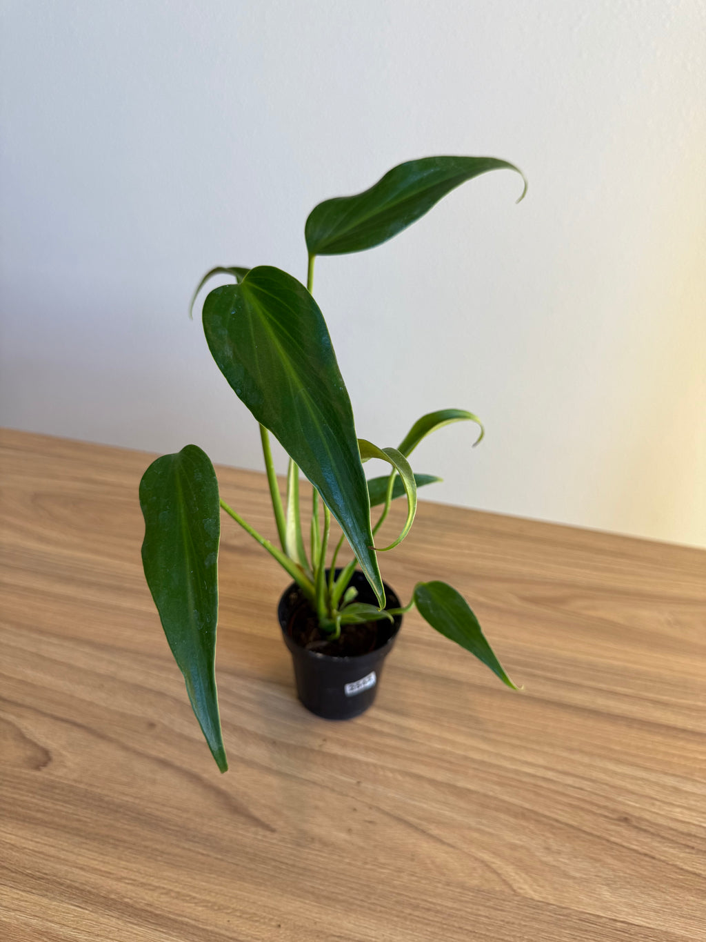 Monstera burle Marx flame