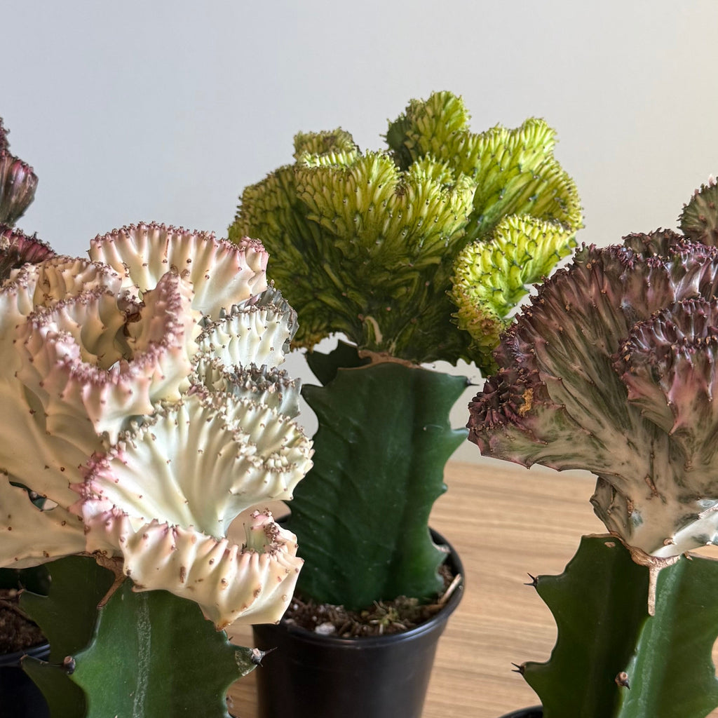 4 - Mermaid tail Cactus Bundle