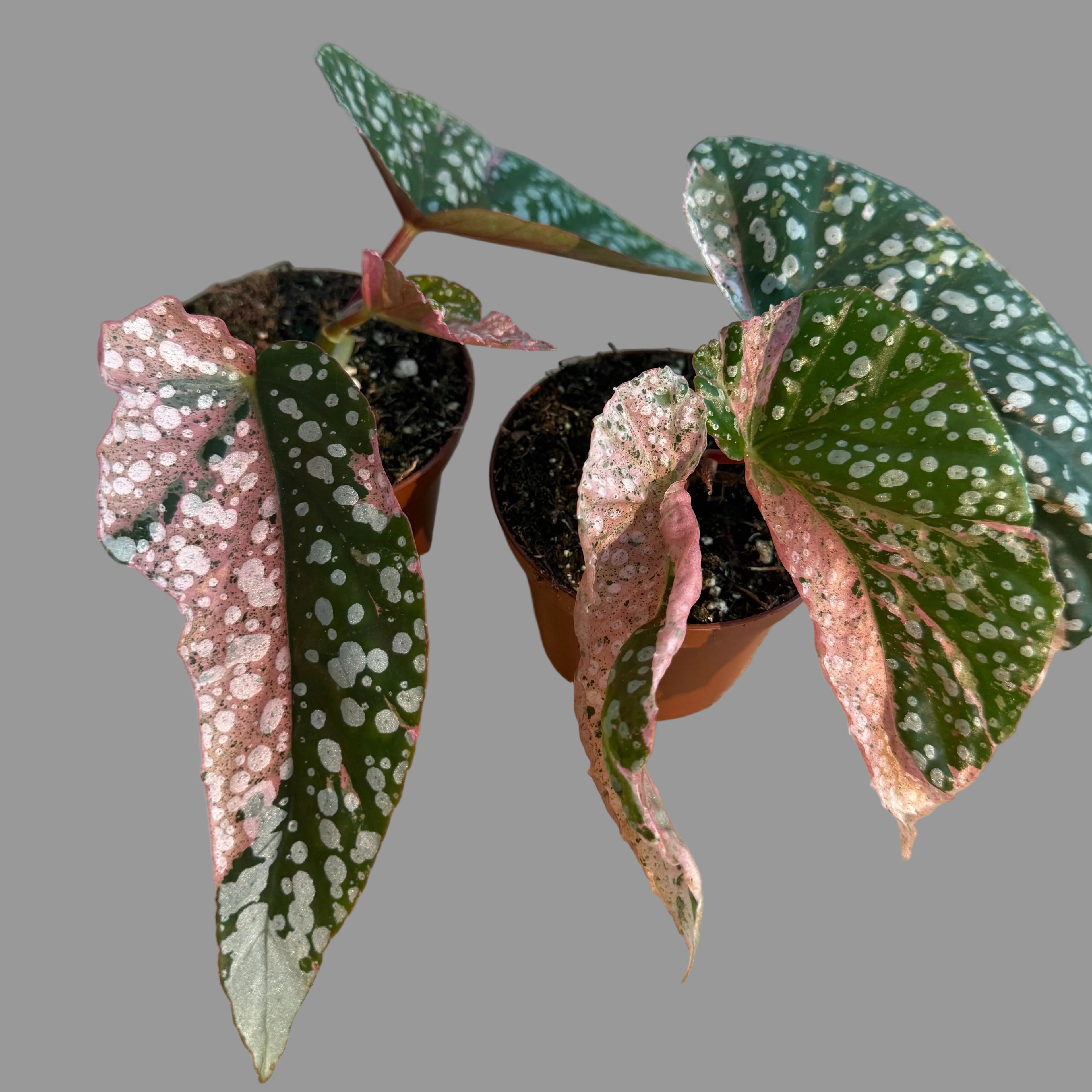 Snow Capped Begonia - Pink Variegated