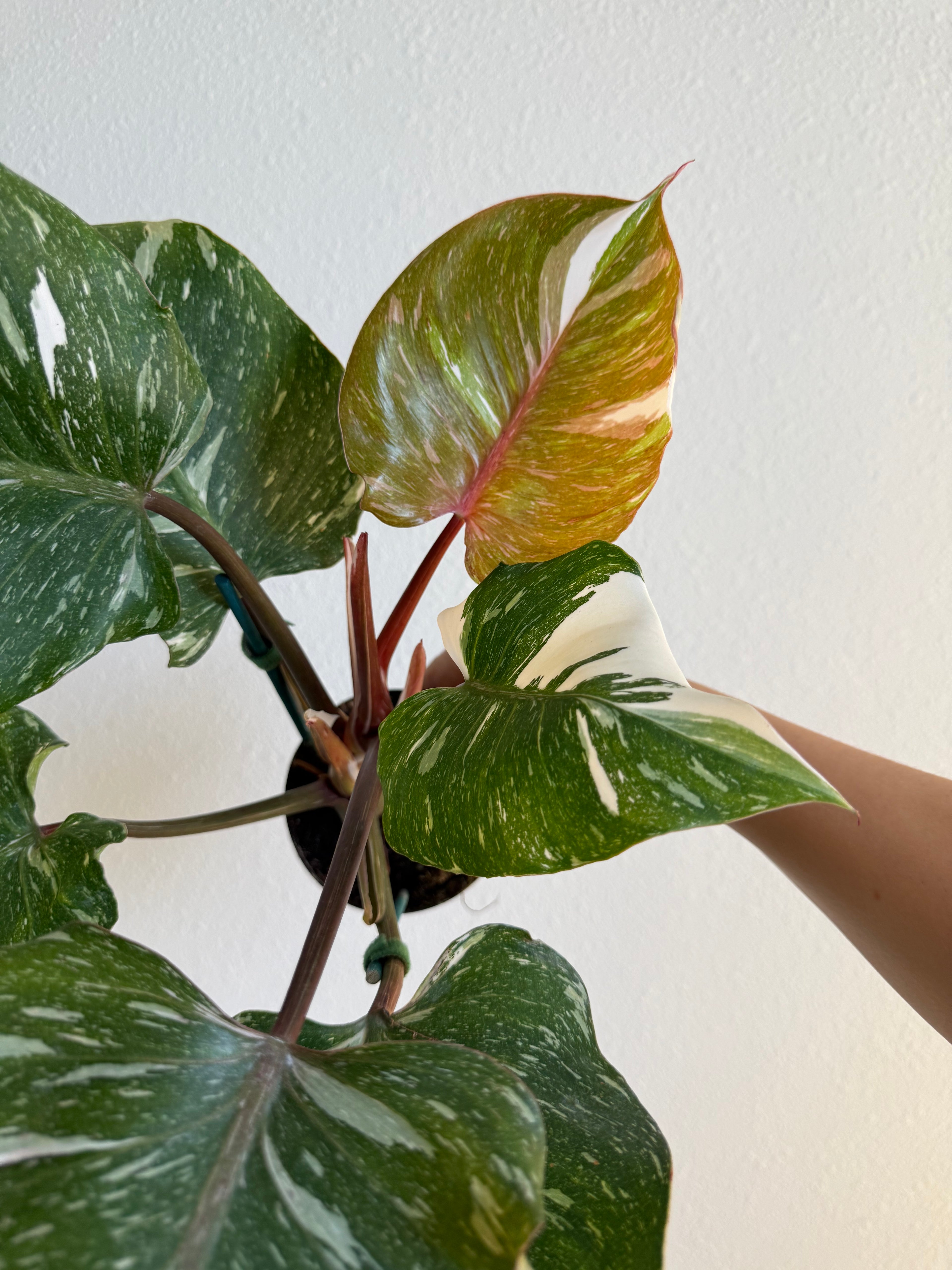 Philodendron white knight marble King