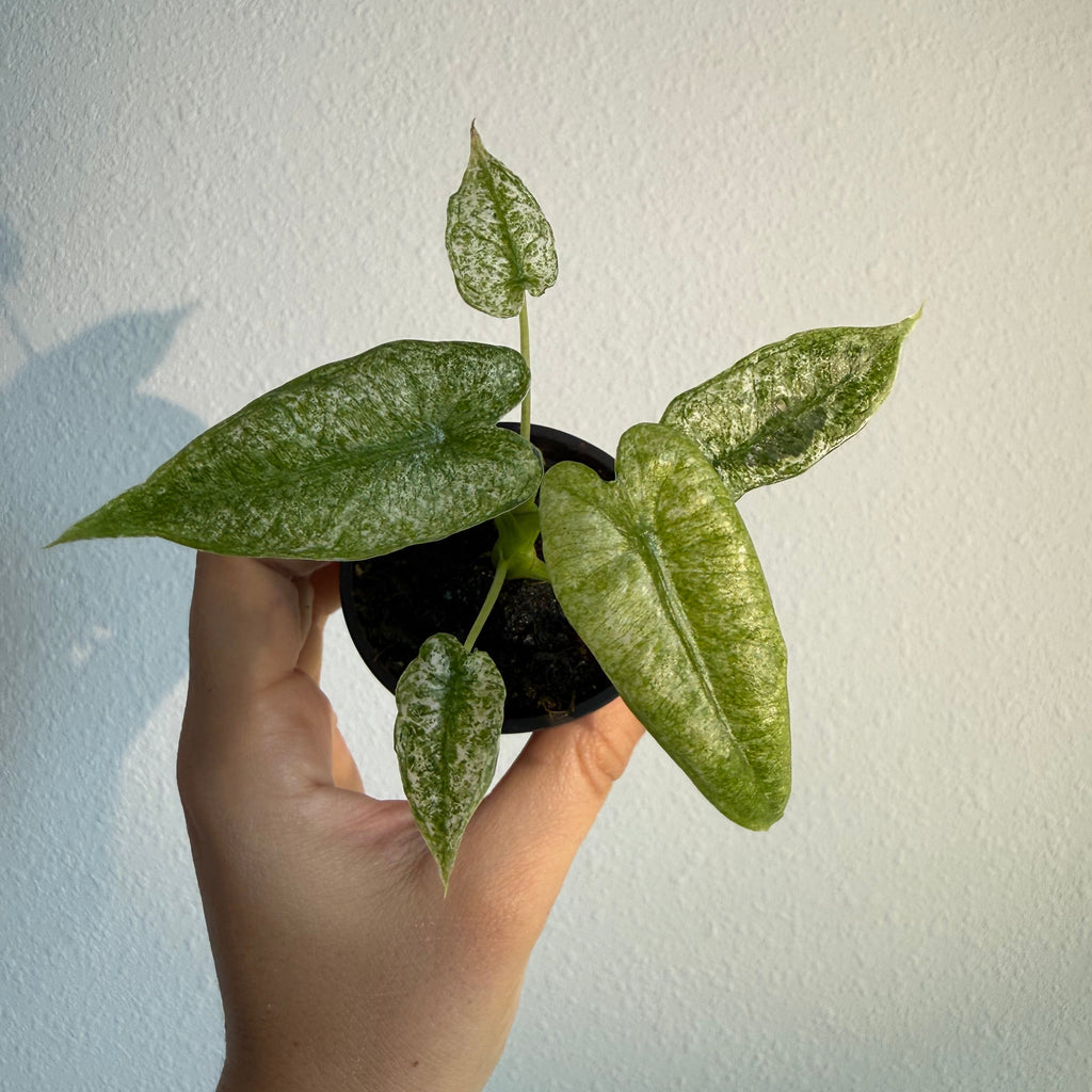 Alocasia Mosaic