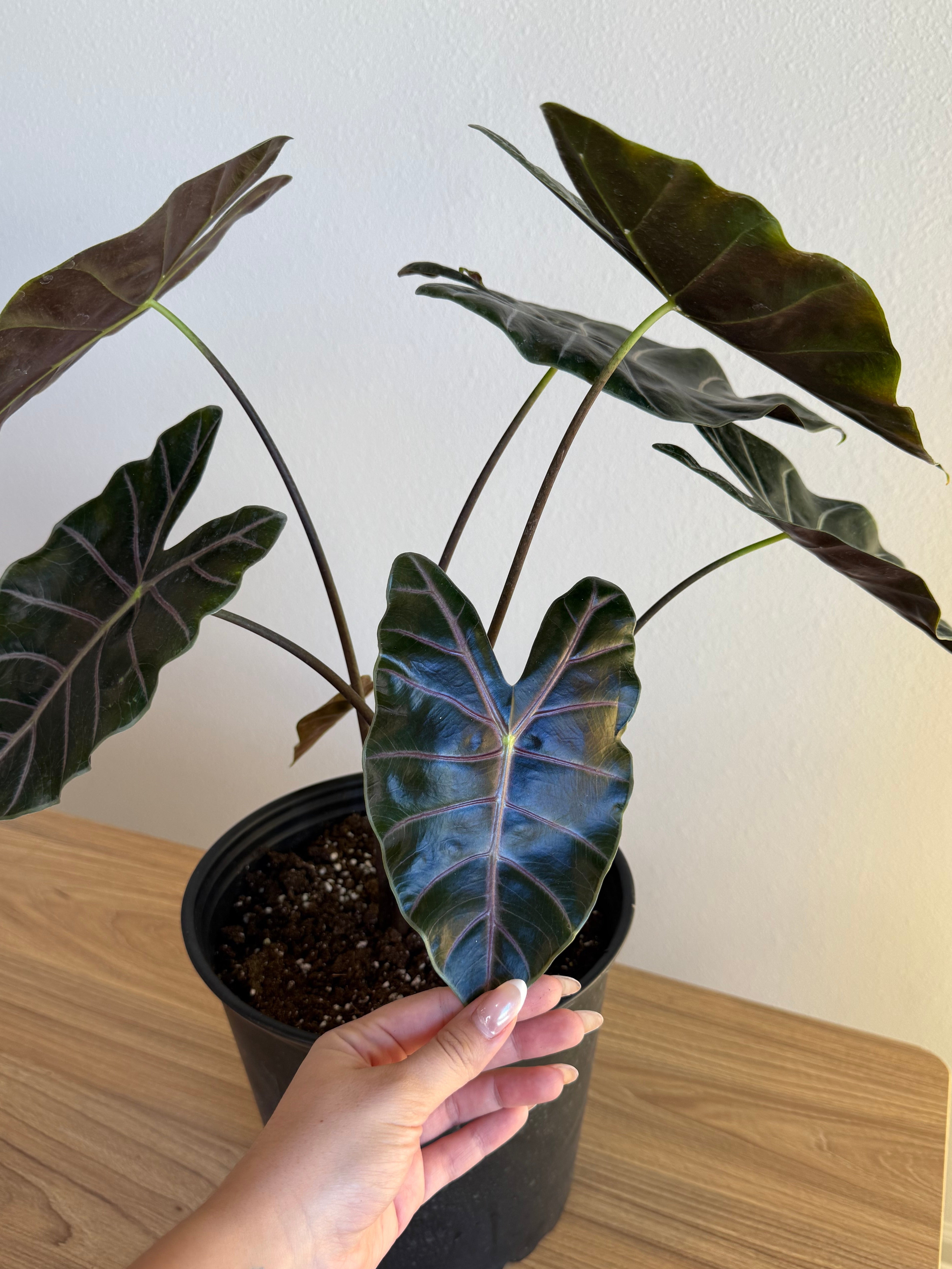 Alocasia longiloba purple vein