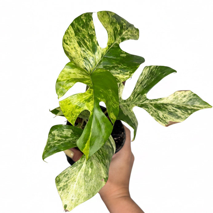 Raphidophora Tetrasperma “Migma “ 4”