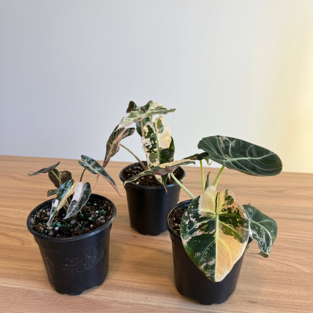 3 - Rare Pink Alocasia Bundle