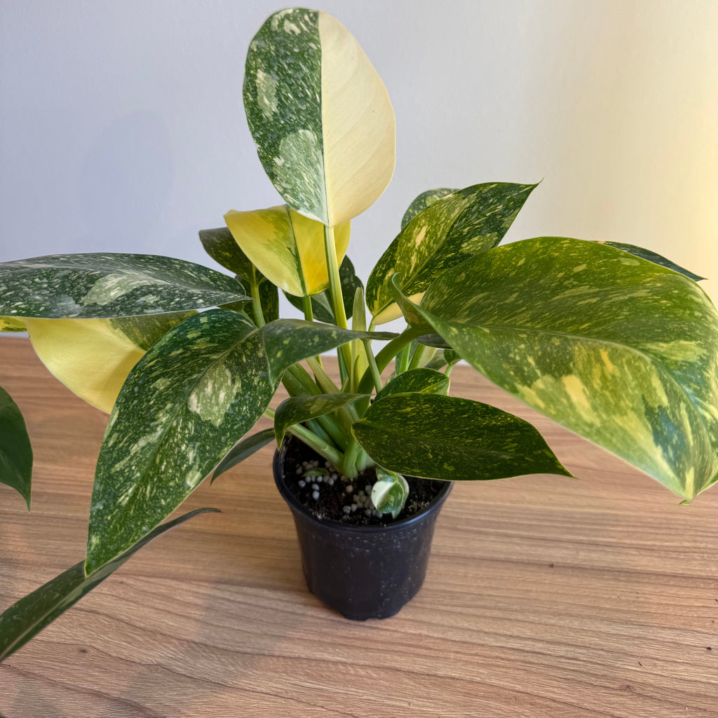 3 - Philodendron Bundle 4”