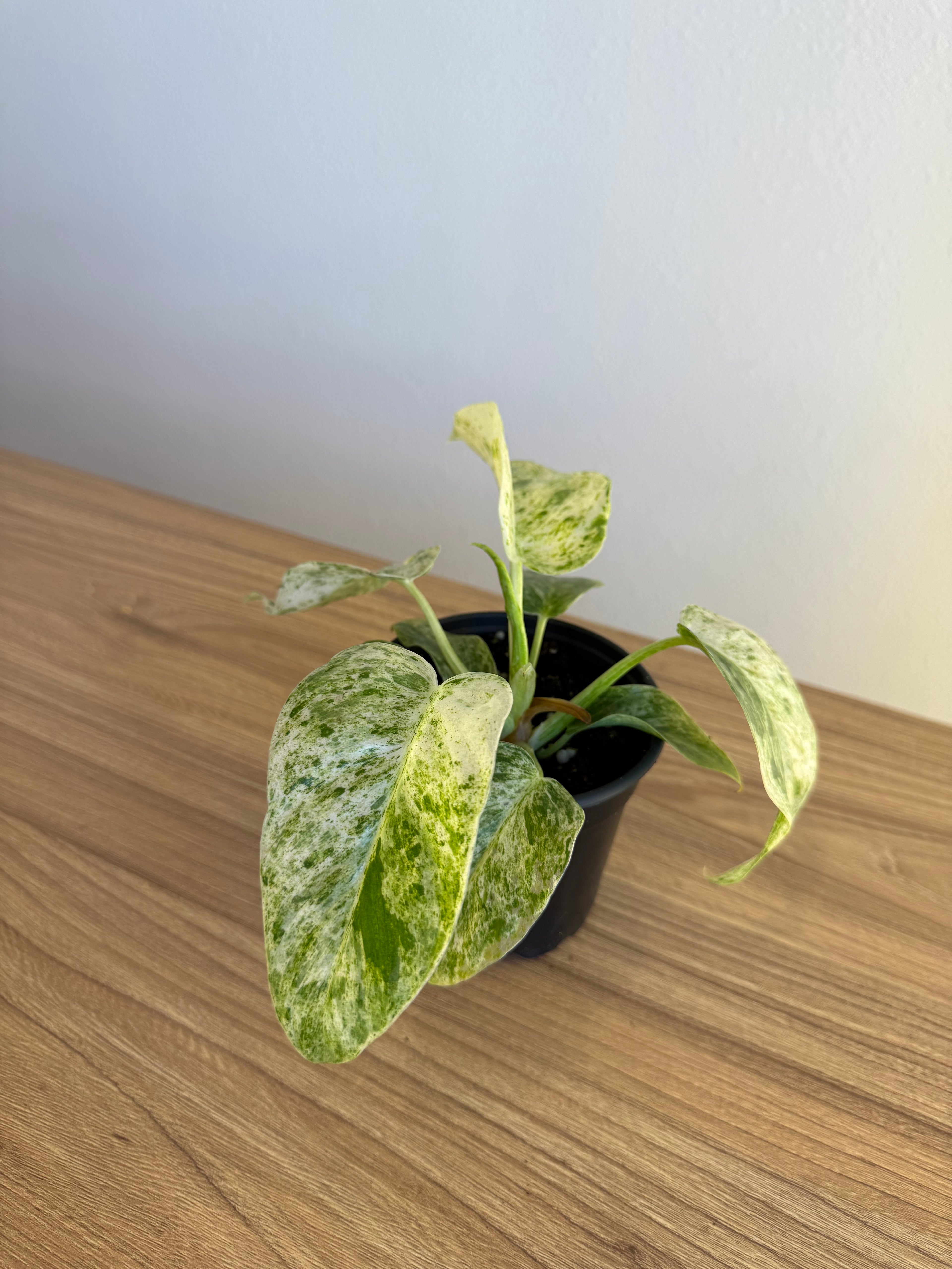 Philodendron giganteum blizzard