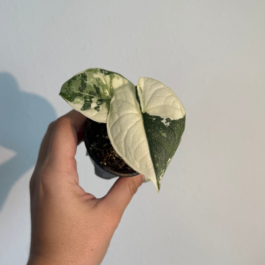 Alocasia Melo Albo 2”