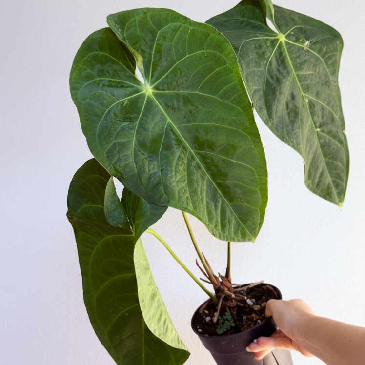 Anthurium papillilaminum Hybrid 6”