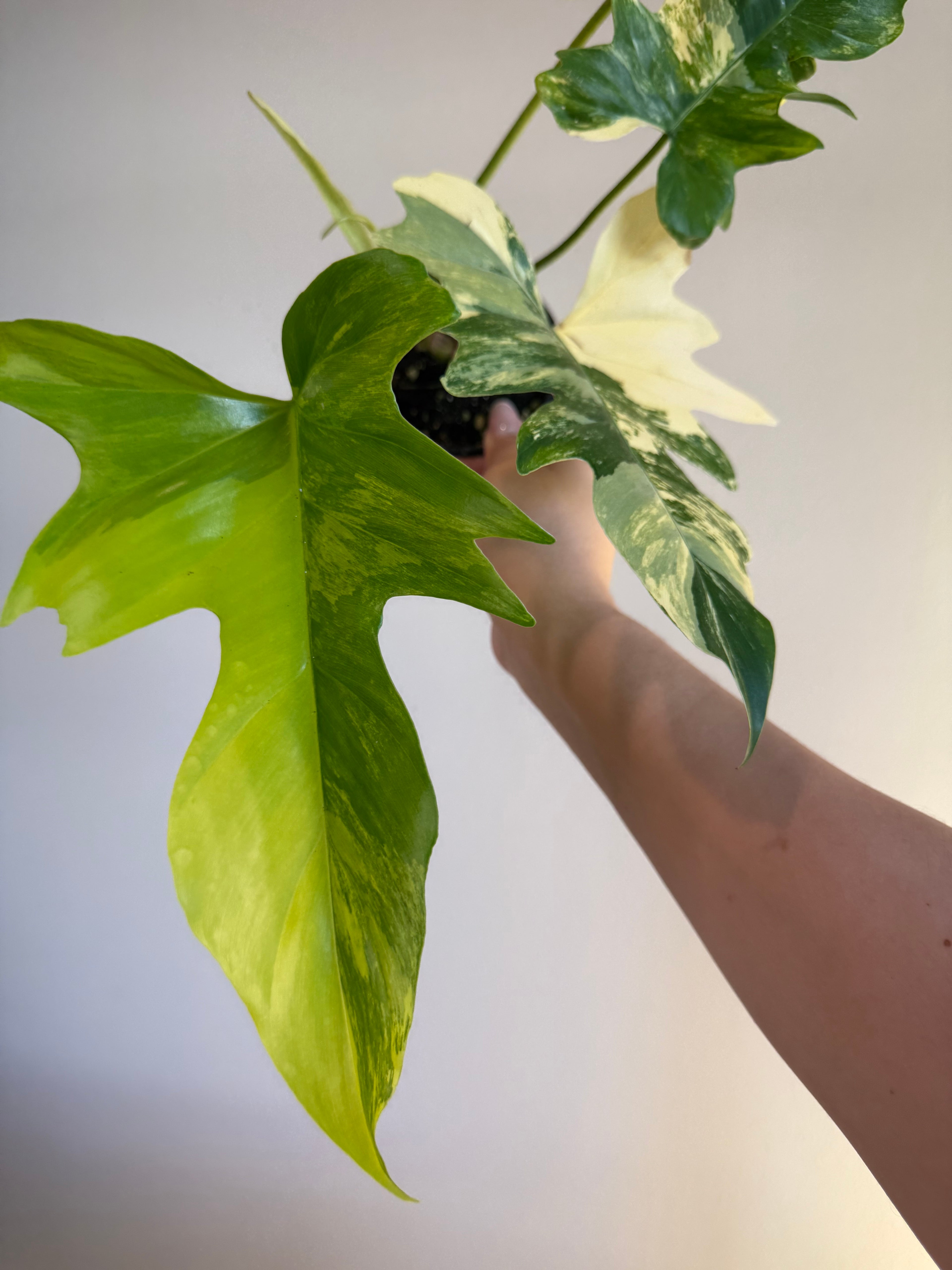 Philodendron Florida beauty x Mayoi