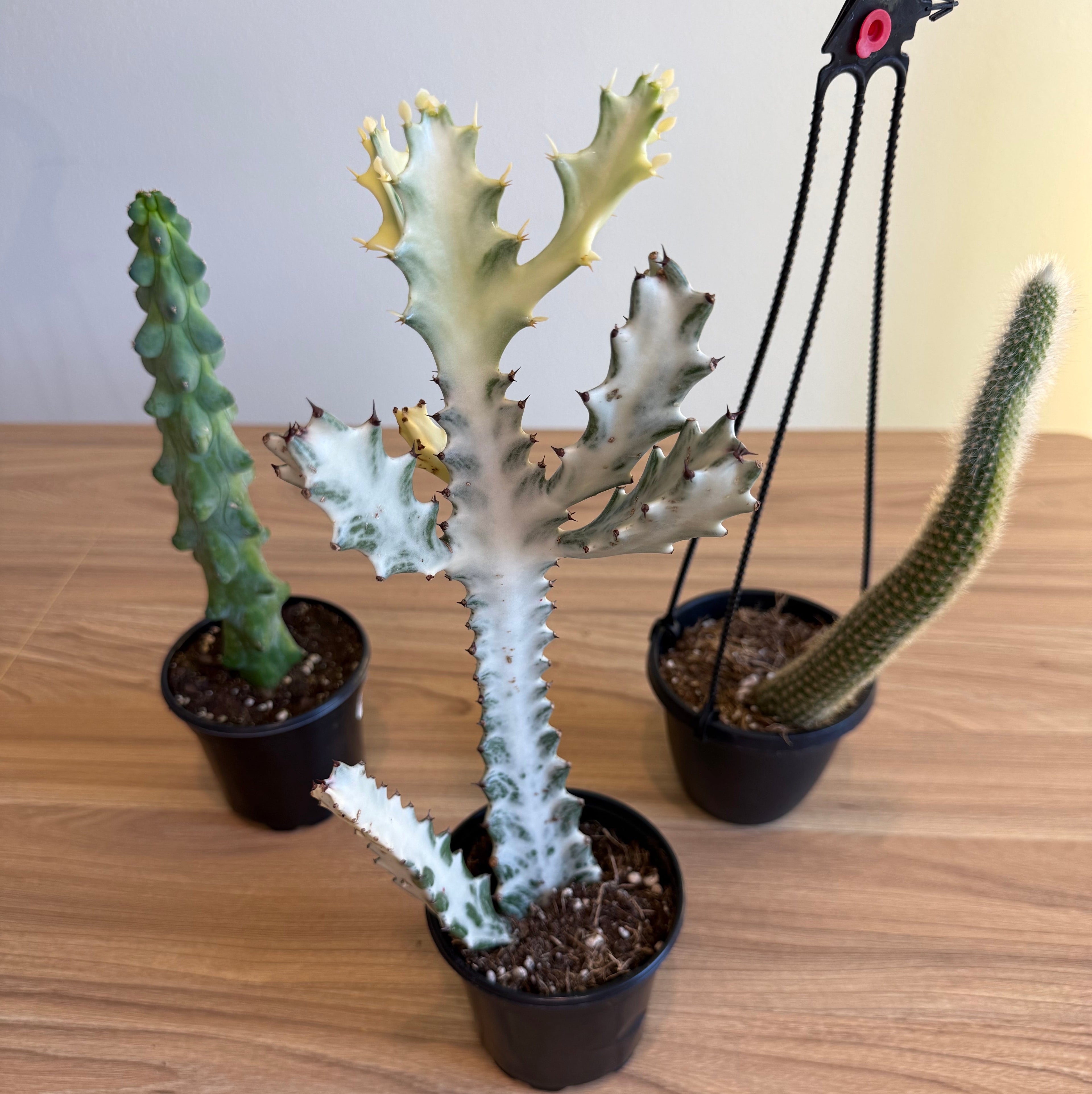 3- Rare Cactus Bundle 4”