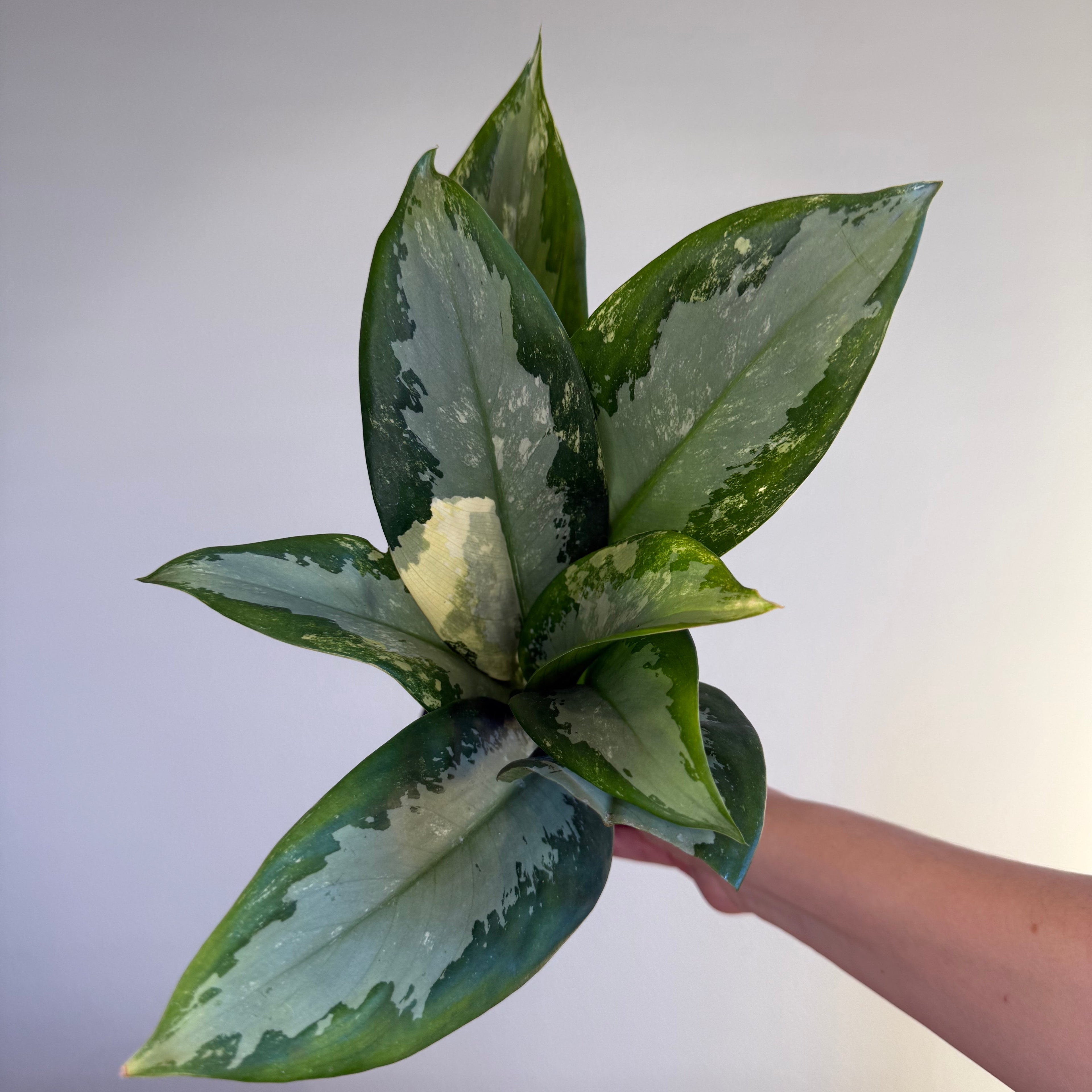 Aglaonema Suvarnabhumi Var