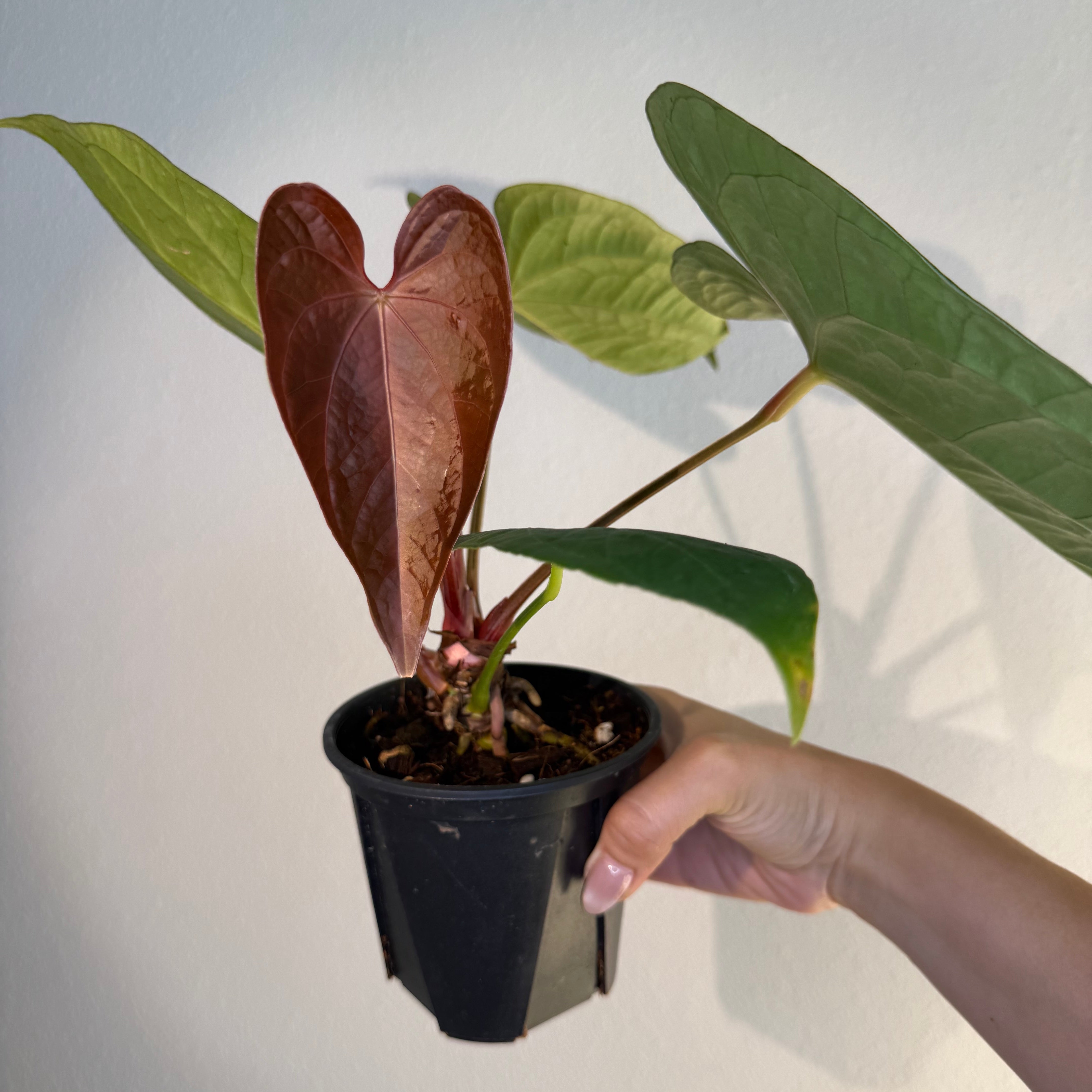 その他観葉植物 anthurium luxurious Anthurium Luxurians – The Groovy Plants Ranch LLC