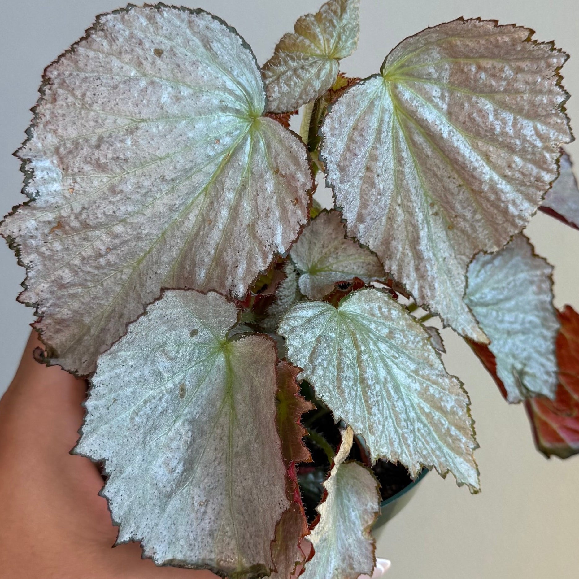 Begonia Two Face 4”