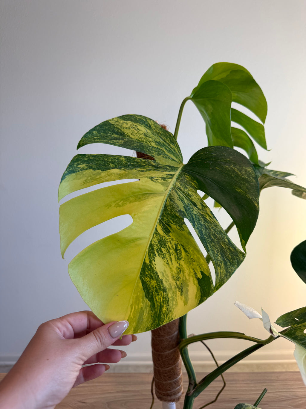 Monstera Áurea Variegated 6”
