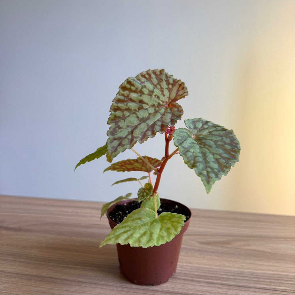 Begonia Chlorosticta 3”