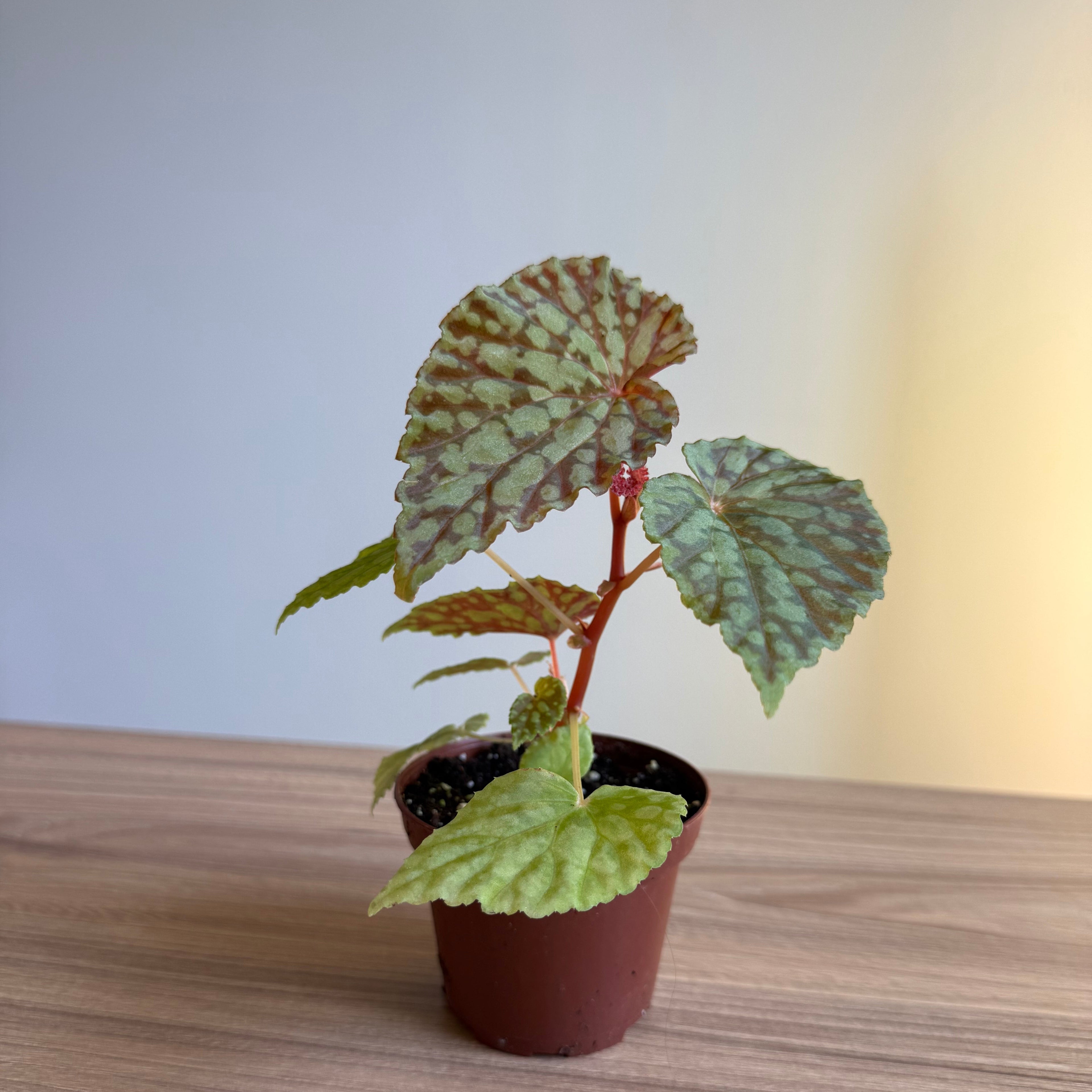 Begonia Chlorosticta 3”