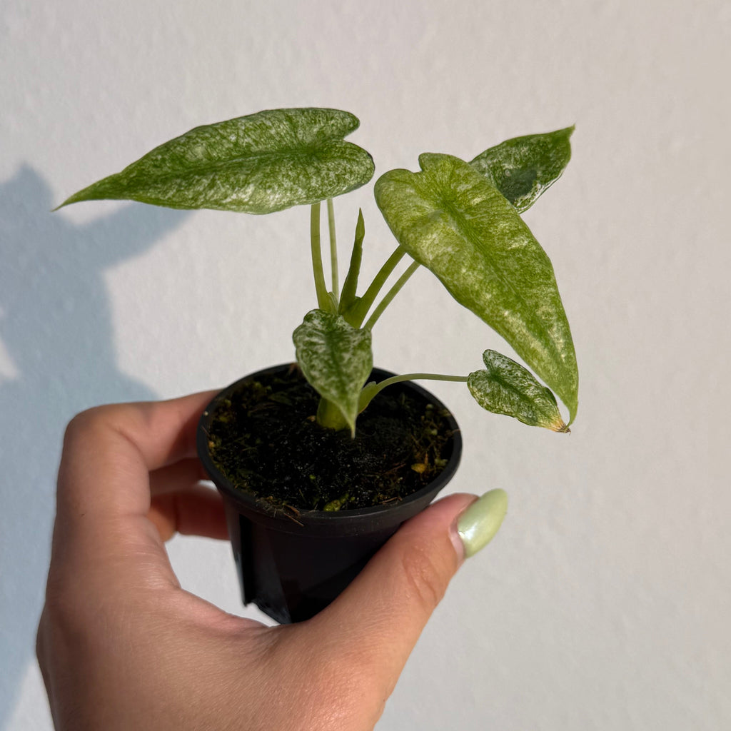 Alocasia Mosaic