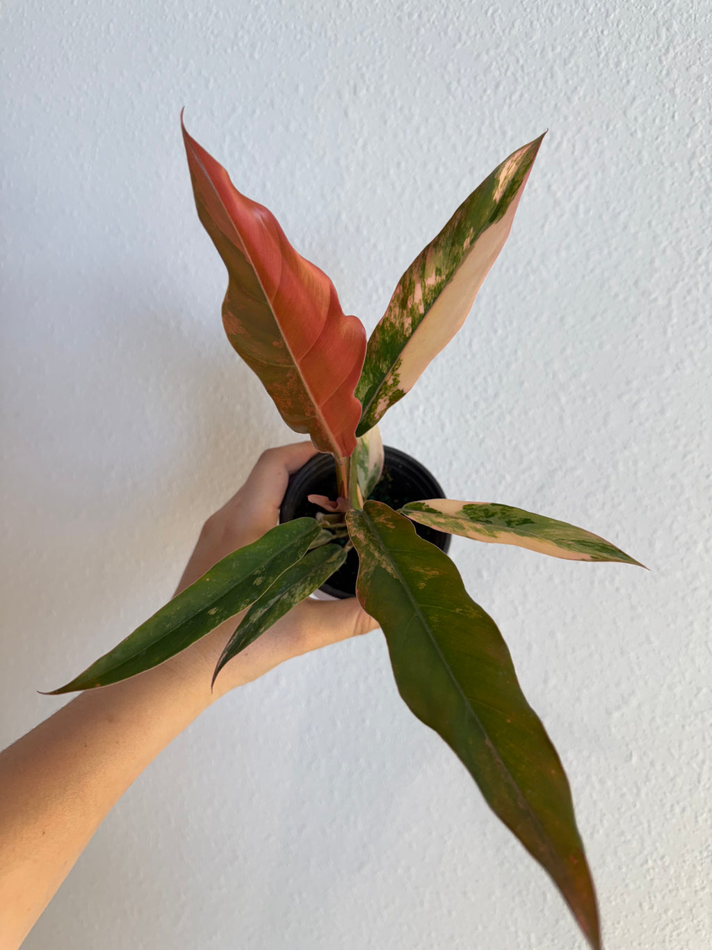 Philodendron Caramel Marble