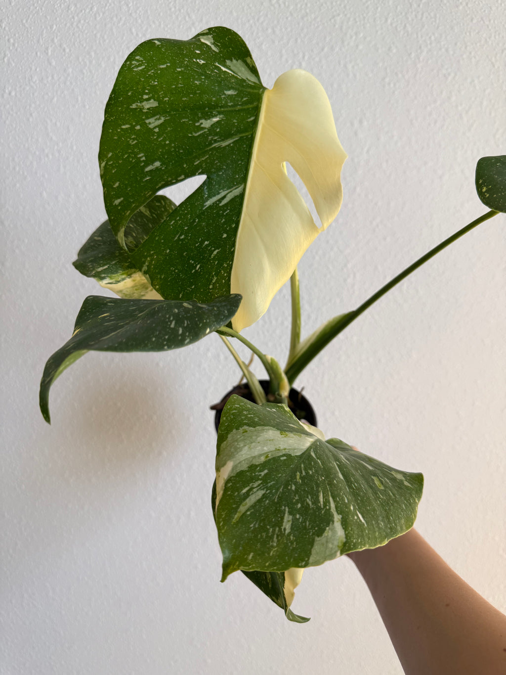 Monstera Thai constellation