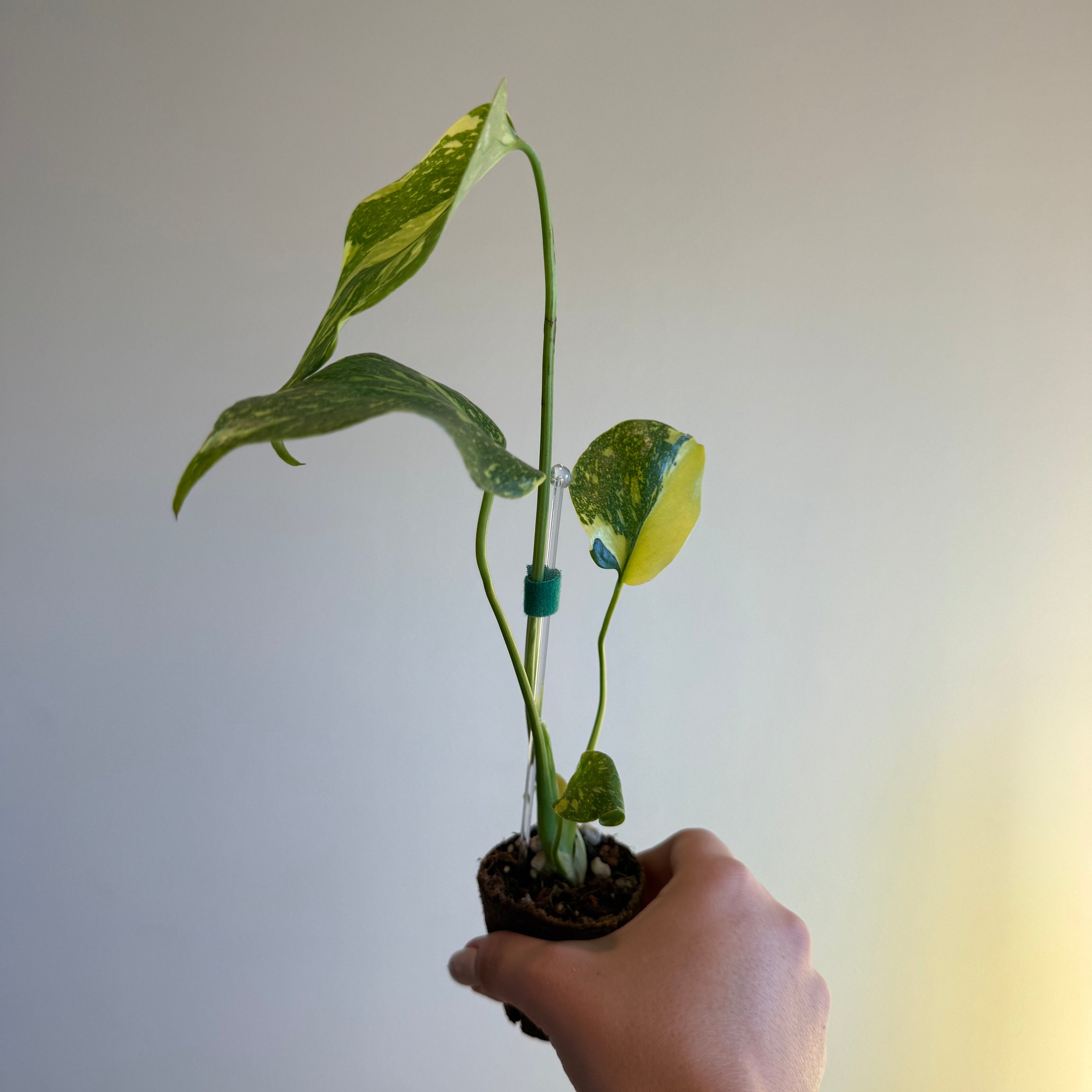 Monstera Electrolyte