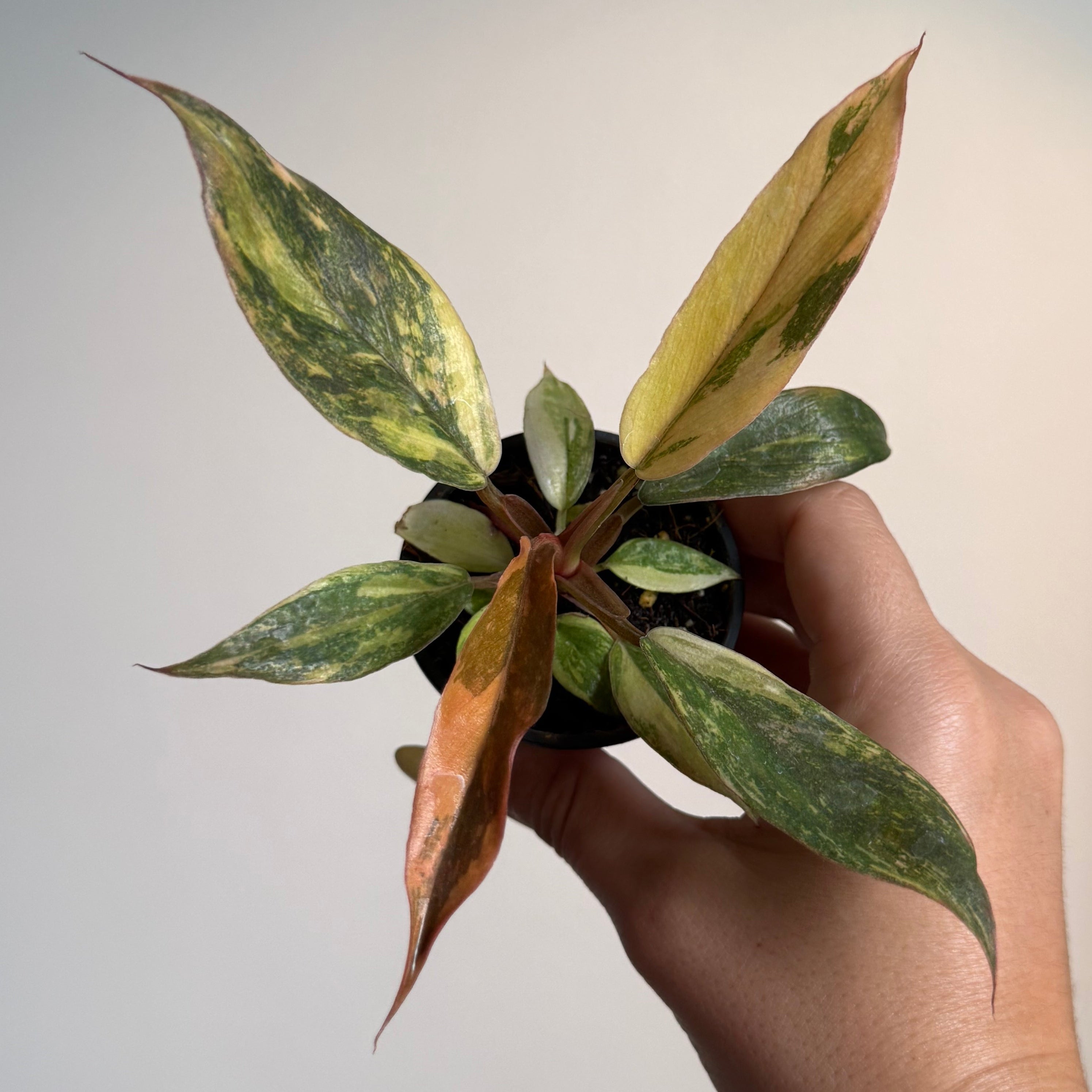 Philodendron Caramel Marble “ Fire Tiger”
