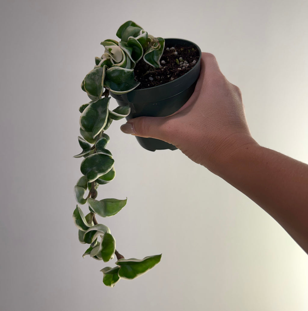 Hoya Carnosa Compacta Variegated 4”