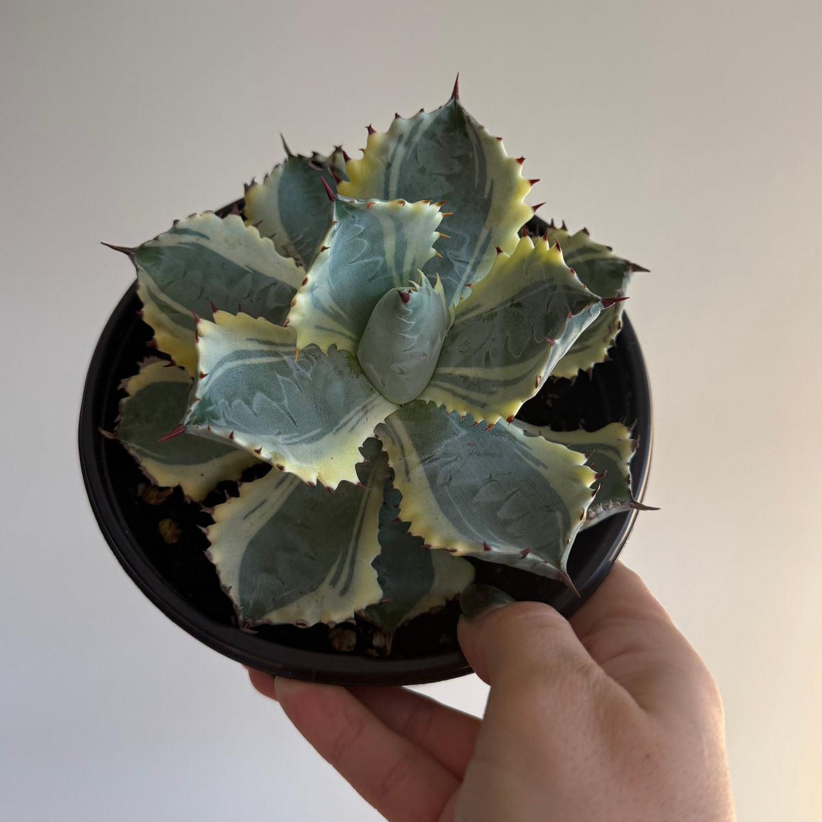 Agave Dwarf Butterfly 6”