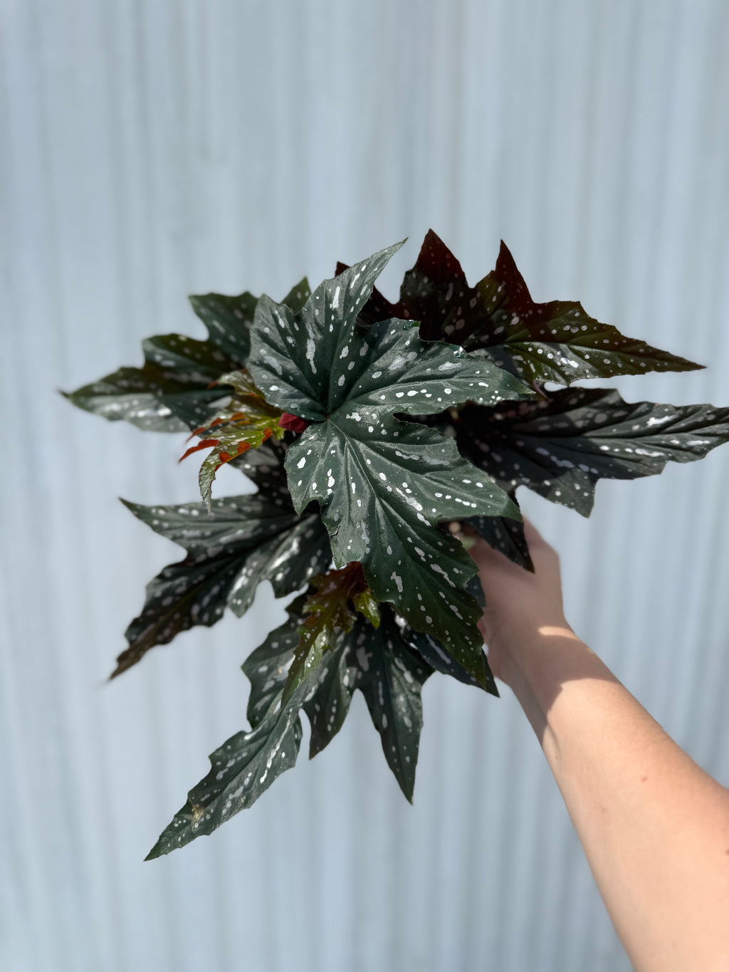 Begonia Sophie Cecily 6”