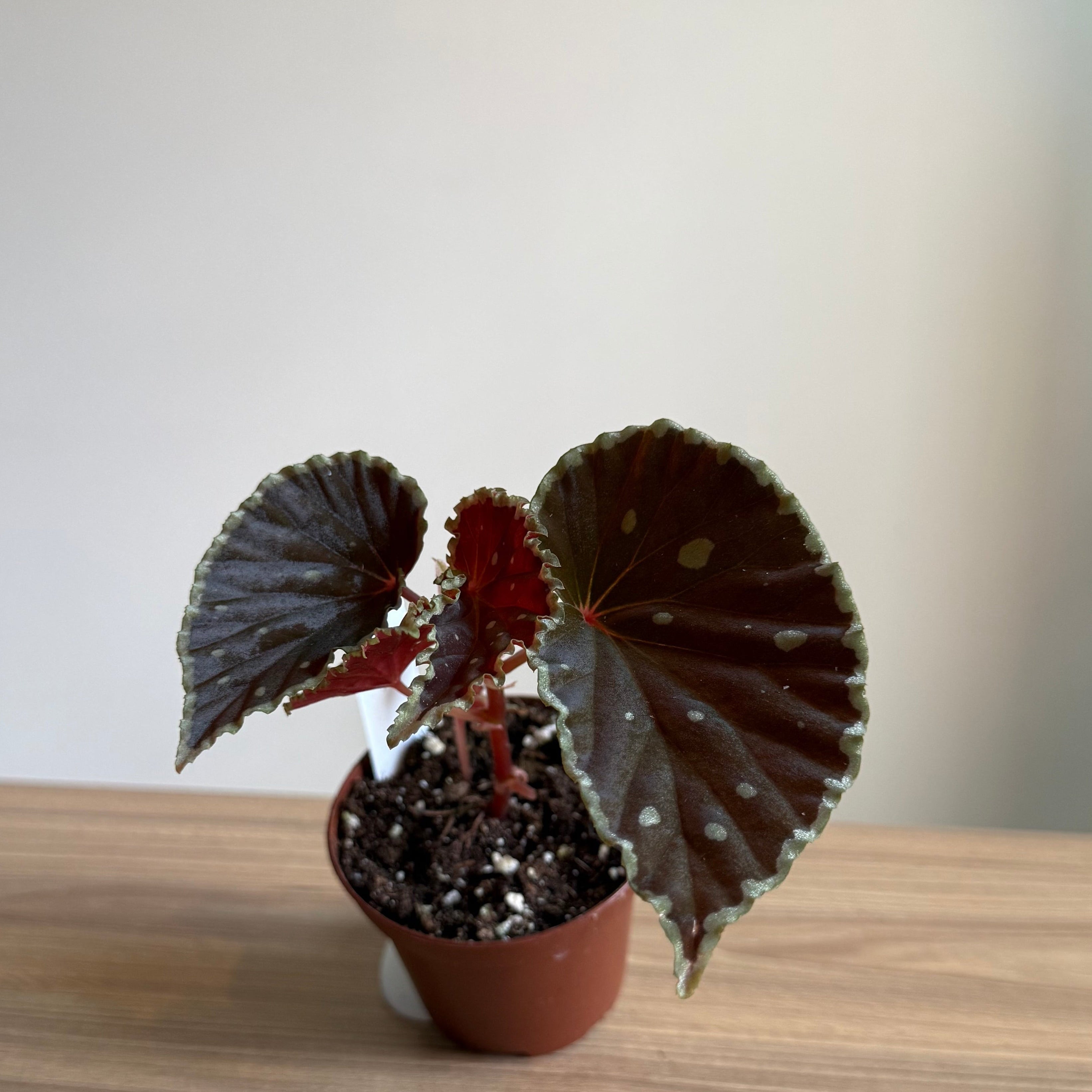 Begonia Darthvaderiana “Green Spot “ 3”