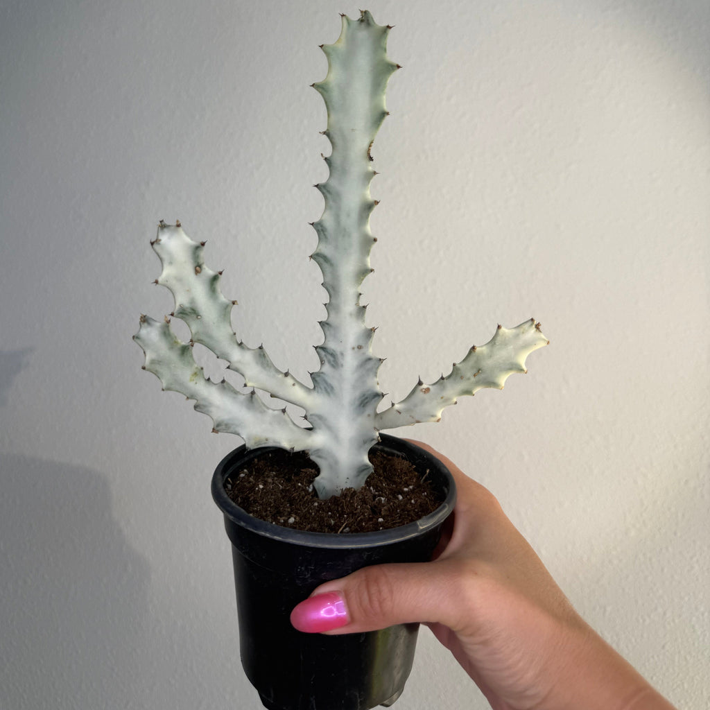Euphorbia Láctea “ Ghost Cactus”