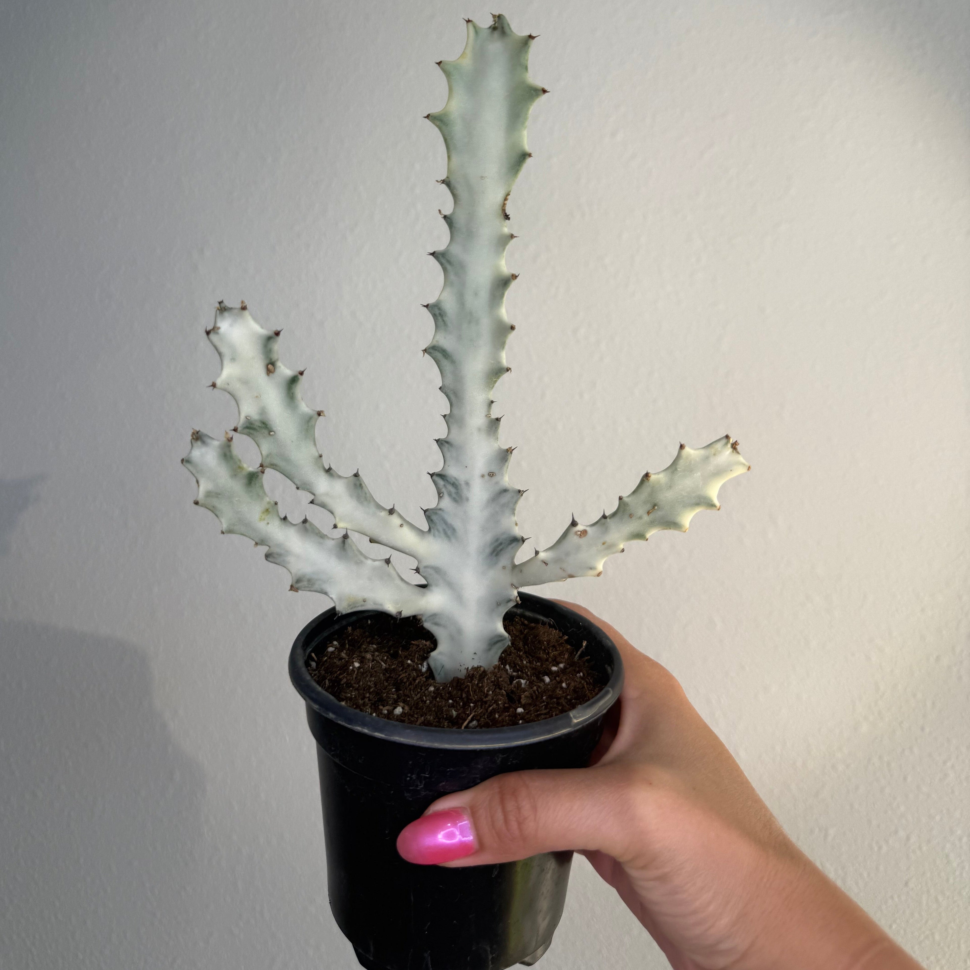 Euphorbia Láctea “ Ghost Cactus”