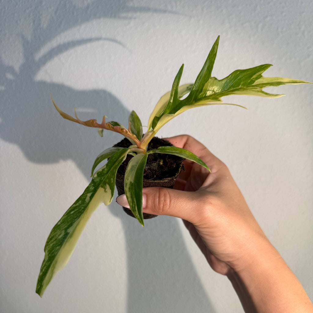 Philodendron Tortum Var
