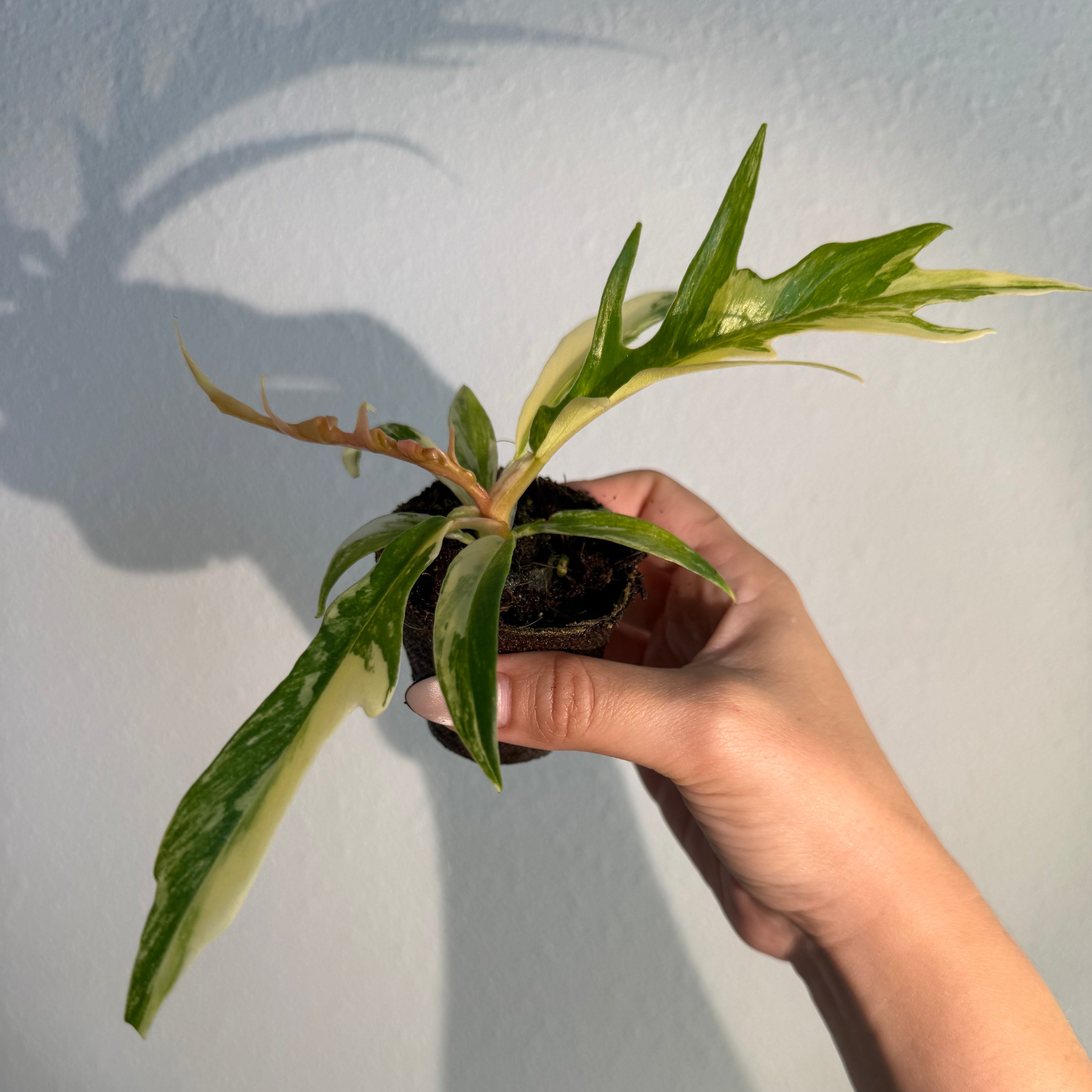 Philodendron Tortum Var