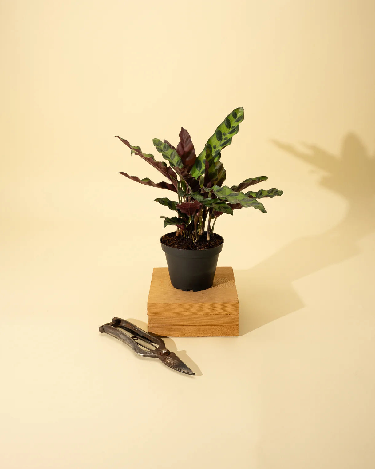 Calathea Lancifolia 'Rattlesnake'